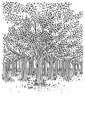 L'arbre à coeur