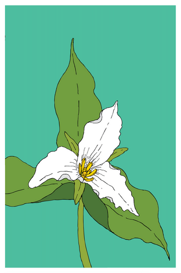 Le trille blanc